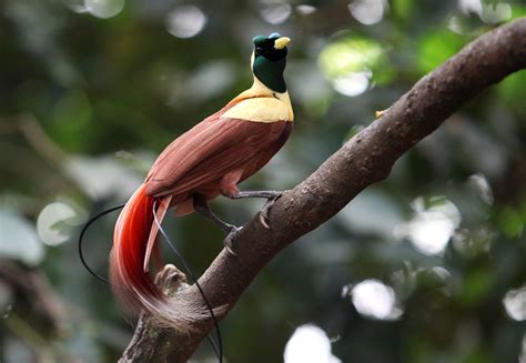 Discover the spectacular birds of paradise with their remarkable plumage and bizarre courtship ...