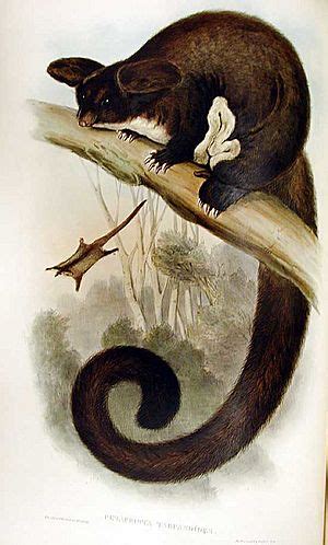 Greater glider Facts for Kids