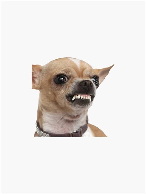 "Dog funny meme angry face" Sticker by RIAD16 | Redbubble