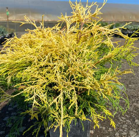 Buy Chamaecyparis Pisifera Golden Mopsawara False Cypress Conifer