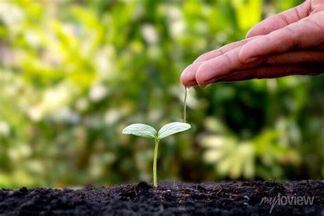 Como A Fisiologia Vegetal Explica O Crescimento Das Plantas Agrot Cnico