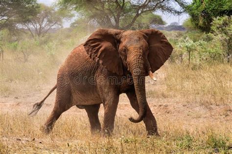 Red African Elephant At Tsavo National Park Kenya Stock Photo Image