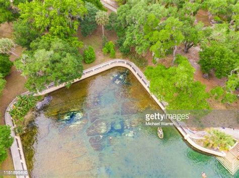 19 Salt Springs State Park Stock Photos, High-Res Pictures, and Images ...