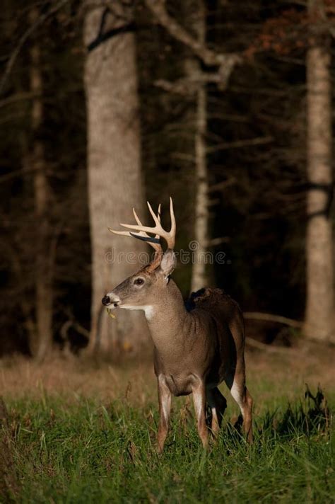 Whitetail deer buck stock image. Image of meadow, wildlife - 12947883