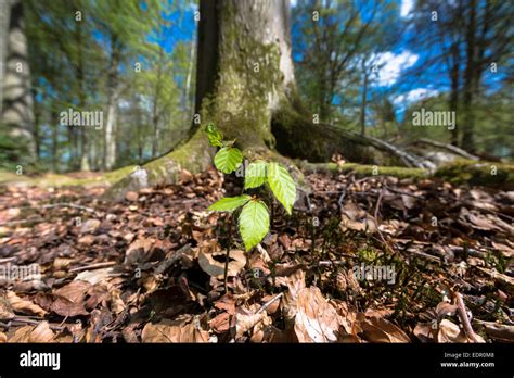 Beech Tree Sapling Hi Res Stock Photography And Images Alamy