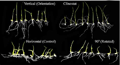 Phenotypic Characteristics Of 7 Day Old Rice Seedlings Oryza Sativa L Download Scientific