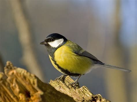 Canny birds in Chernobyl | Science News