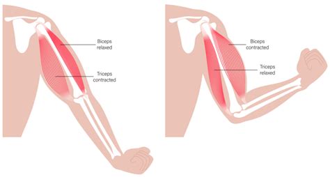 Biceps vs. Triceps: What You Need to Know to Make Them Grow