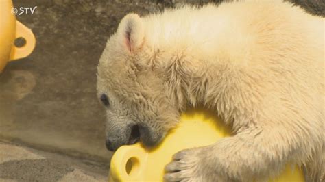 ホッキョクグマ「ゆめ」12月に神戸・王子動物園へ 母のピリカは次の繁殖目指す 旭山動物園 （2023年11月20日掲載）｜日テレnews Nnn