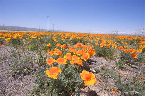 Antelope Valley California Poppy Reserve: Blankets of Orange Poppys ...