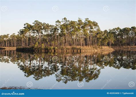 Cypress Trees In The Everglades National Park Stock Photo - Image: 45353450