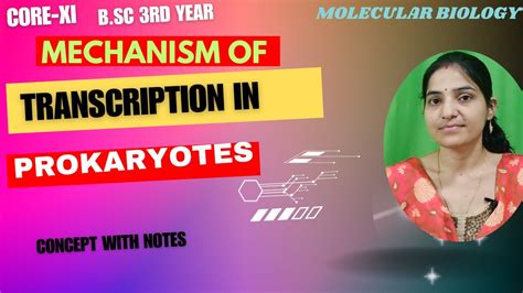 Mechanism Of Transcription In Prokaryotes B Sc 3rd Year Initiation