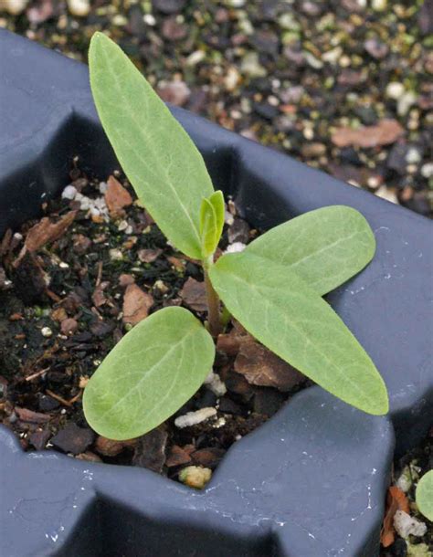 Swamp Milkweed Asclepias Incarnata Applewood Seed Company