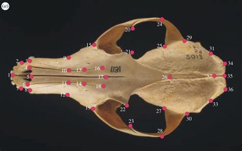 Simplified Science Fox Skull Morphology Project Wild Cic