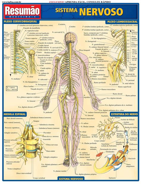 Sistema Nervoso Em Pdf FDPLEARN
