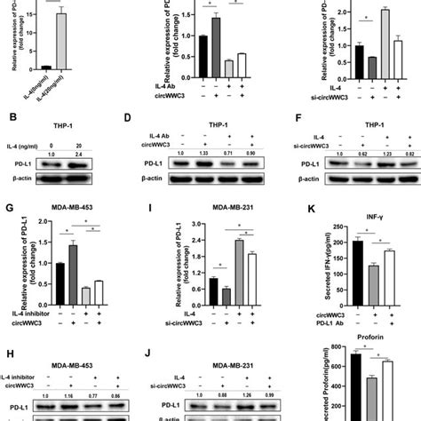 Circwwc3 Enhances Pd L1 Expression Of Tams And Breast Cancer Cells