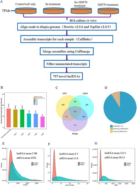 Lncrna And Mrna Profiling During Activation Of Tilapia Macrophages By