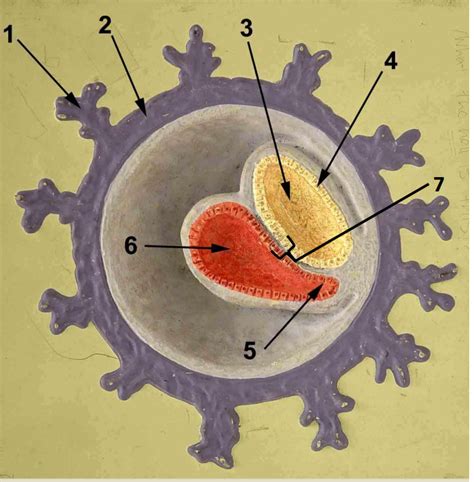 Day Blastocyst Diagram Quizlet