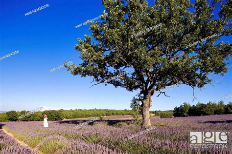 France, Vaucluse, Sault, lavender fields, Stock Photo, Picture And ...