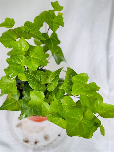 Live English Ivy Plant Hedera Helix Indoor Hanging Foliage Etsy