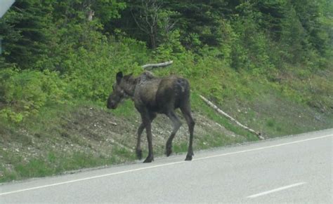 Ontario Wildlife Photos