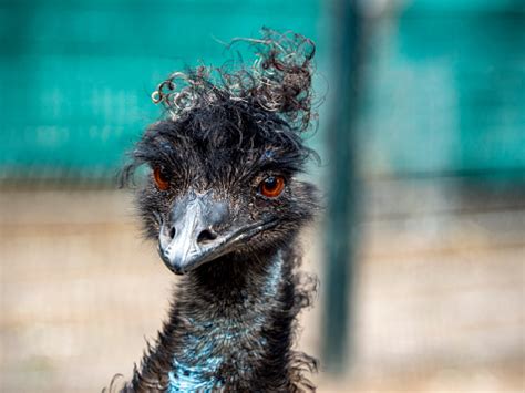 Emus Are Softfeathered Brown Flightless Birds Stock Photo - Download ...