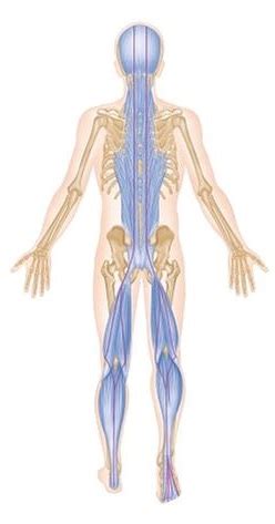 O papel do sistema miofascial no controle postural estático e dinâmico