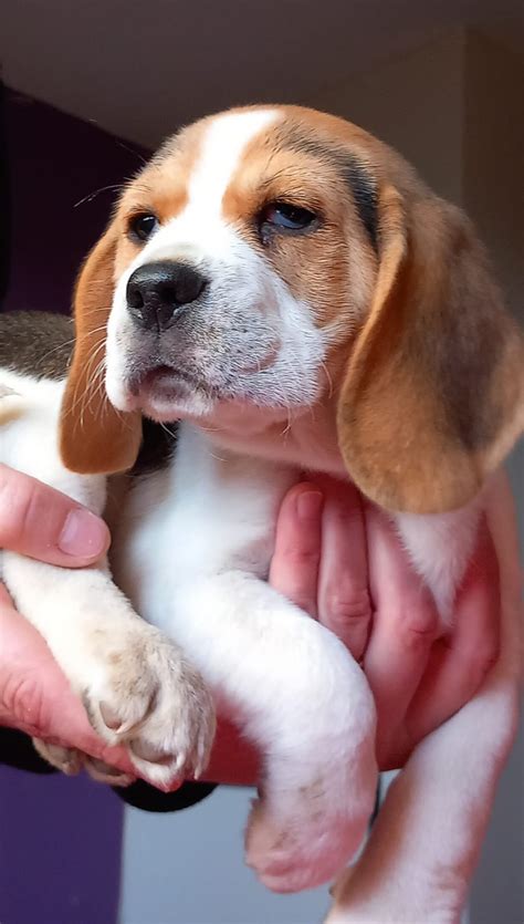 Chiots Beagle Au Lof Pas De Calais 62 Sur Animoz Net