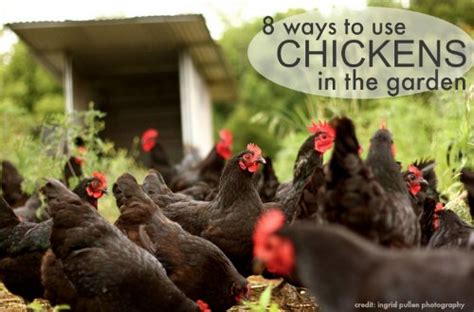 8 Ways To Use Chickens In Your Garden Homestead And Survival