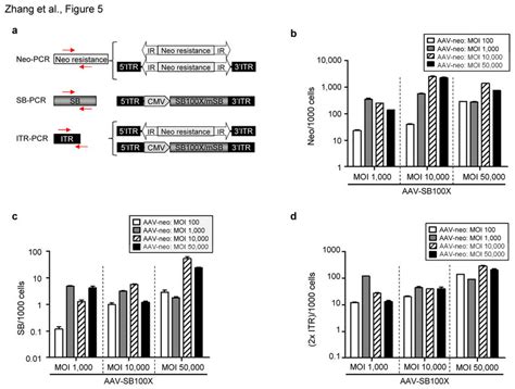 Genome Copy Numbers Of Each Hybrid Vector Element After Aav