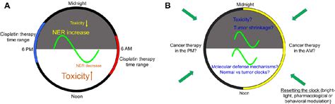 Figure 3 From Its About Time Advances In Understanding The Circadian