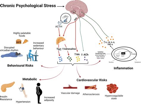 The Stress Response And Its Effects On Body Systems And CVD Risk