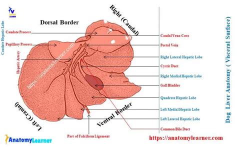 Dog Liver Anatomy - Canine Hepatic Lobes with Diagram » AnatomyLearner >> The Place to Learn ...