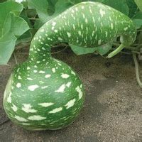 Graines Potag Res Courge Decorative Cobra Ou Poire A Poudre Prosem