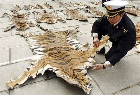 Save The Tiger Poaching Facts The Independent The Independent