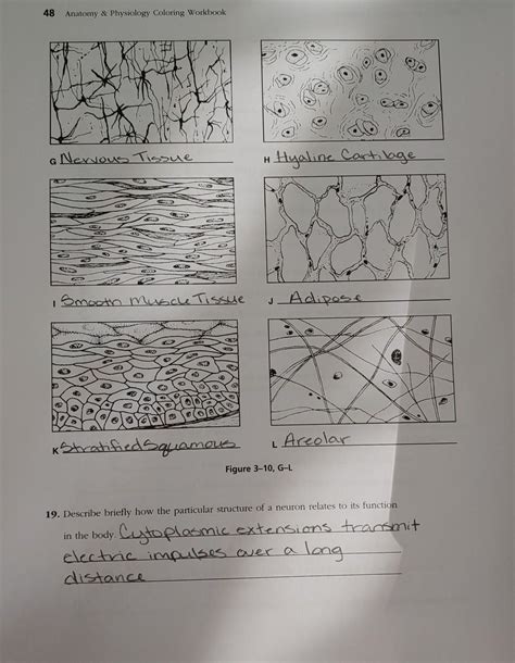 Twelve Tissue Types Are Diagrammed