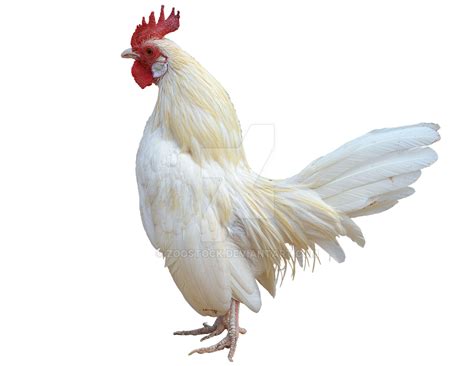 White Rooster On A Transparent Background By Zoostock On Deviantart