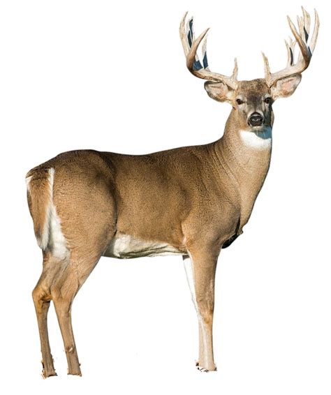 Deer Png Transparent Images Free Download Pngfre