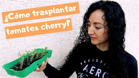 Como Trasplantar Tomates Cherry Youtube