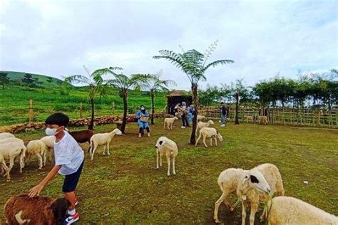 Foto Menggala Ranch Banyumas Harga Tiket Jam Buka Dan Daya Tarik