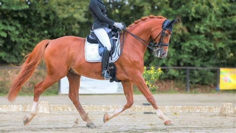 9 Best Dressage Horse Breeds (For All Levels) - Horsey Hooves