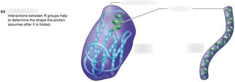 Ch 2 Levels Of Protein Structure Pt3 Labeling Diagram Quizlet