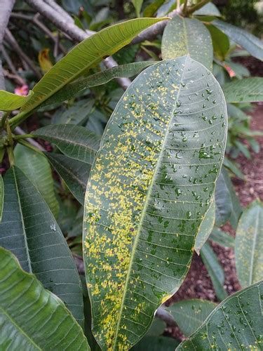 Plumeria Rust Pathogen Coleosporium Plumeriae Fungus R Flickr