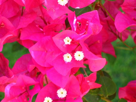 Bougainvillea Spectabilis Bougainvillea Great Bougainvillea Paper