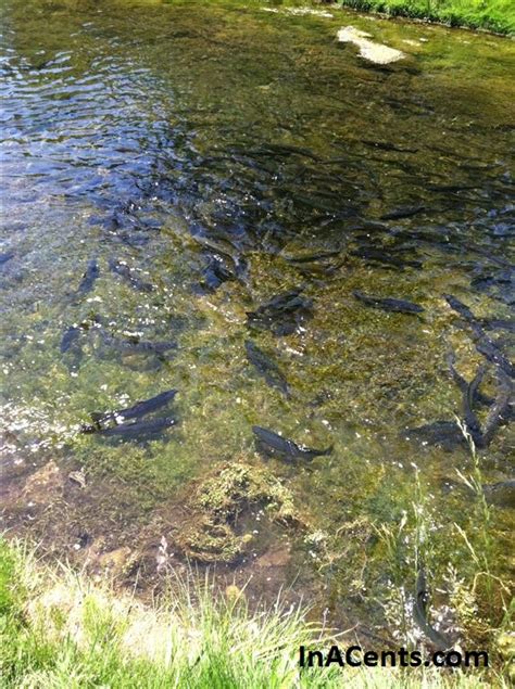 Castalia Ohio State Fish Hatchery Feeding And Port Clinton Safari 2012