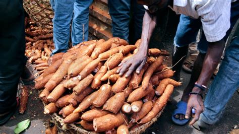 T Supports Cornells Tanzanian Cassava Efforts Cornell Chronicle