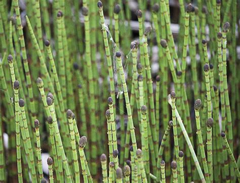 Prêle culture plantation et entretien