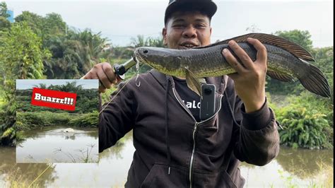 Casting Mancing Ikan Gabus Besar Haruan Youtube