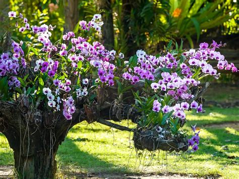 Where To Find Orchids In The Wild Gardening Know How