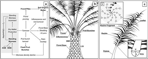 Oil Palm Agb Components Turnover And Measurement A Biomass Turnover